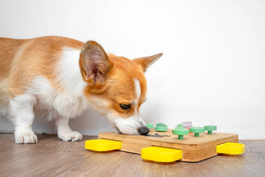 Jeux interactif pour le bien-être du chien avec des friandises saines et savoureuses - sans gluten - sans sucre - Dogzio