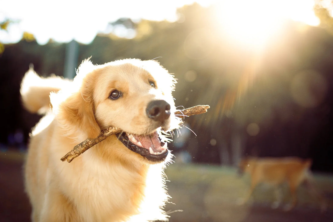 Golden Retriever souriant avec un bâton dans la gueule, symbole de bonheur et de vitalité pour un chien en bonne santé.