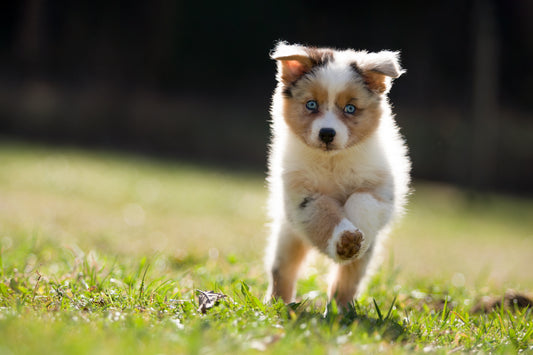 5 conseils pour le bien-être de votre chien - Dogzio