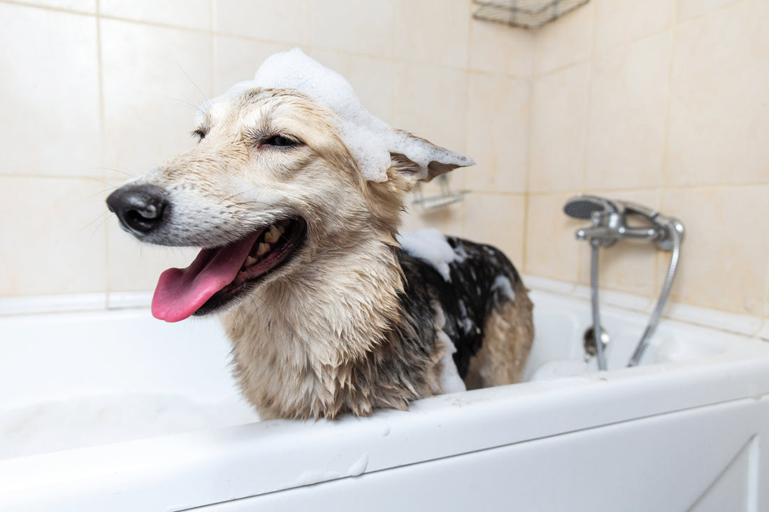 Astuces : toilettage pour chien - Dogzio