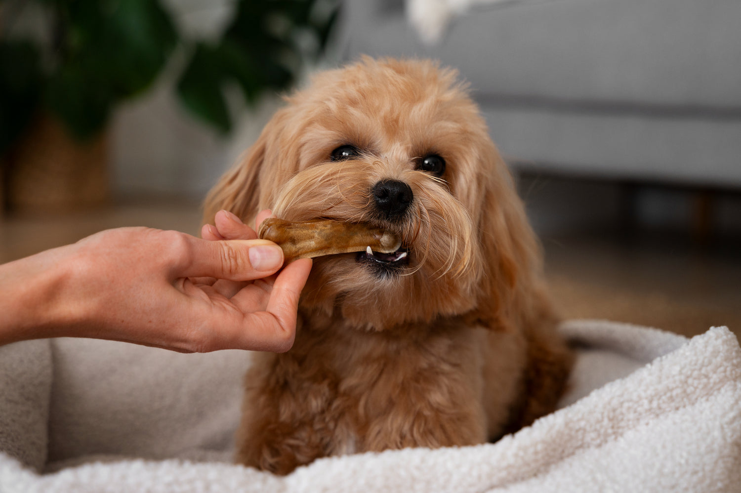 Récompense d'un os au boeuf naturel savoureux pour son chien