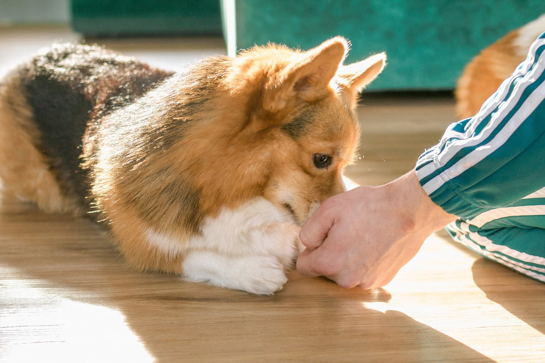 Comment choisir des friandises pour chien sans dents ?