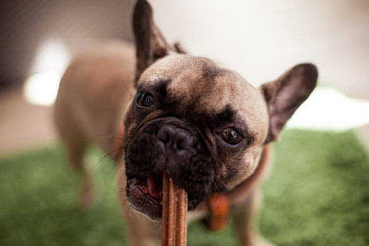 Prendre soin des dents de votre chien - Dogzio