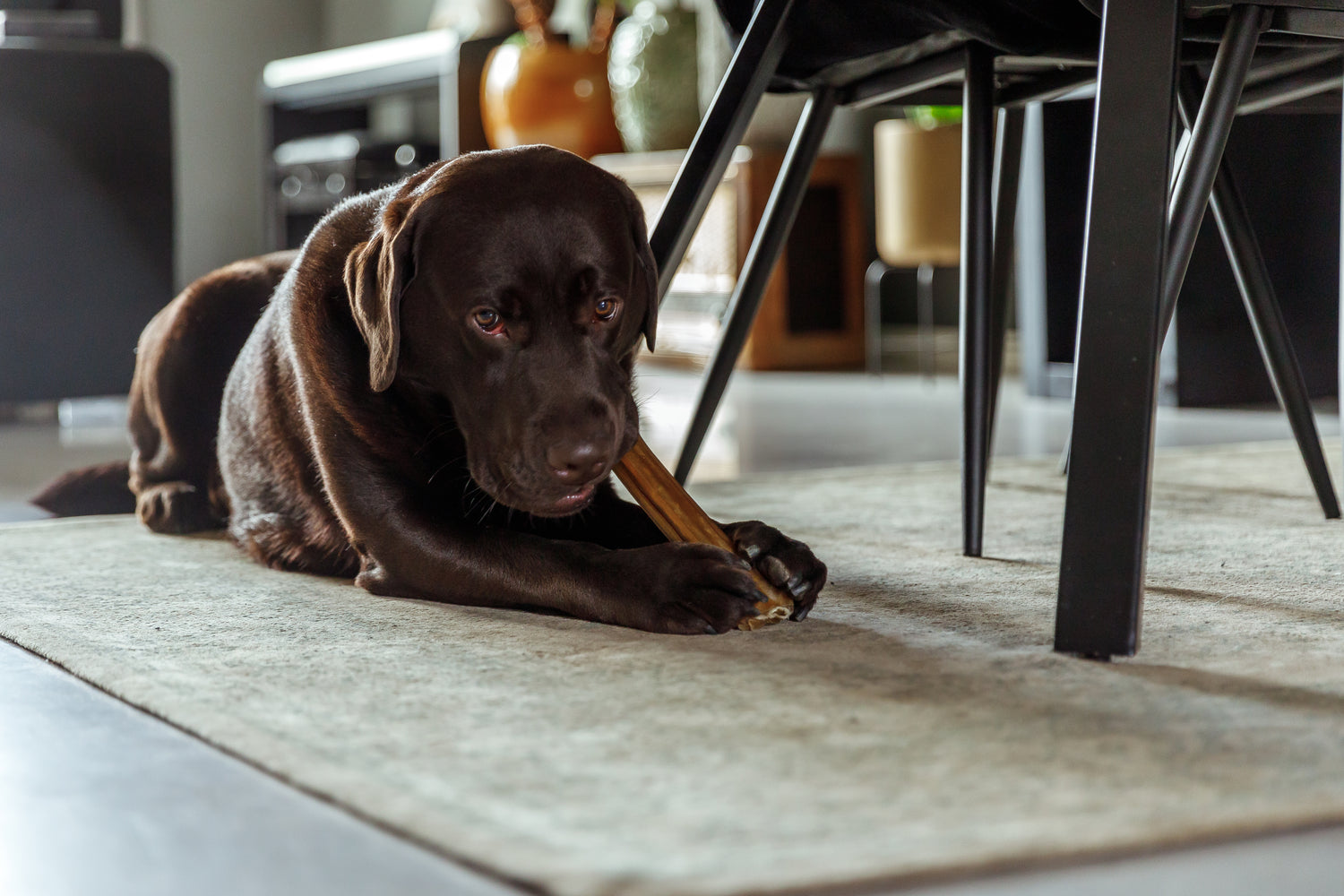Chien savourant une friandise comme récompense