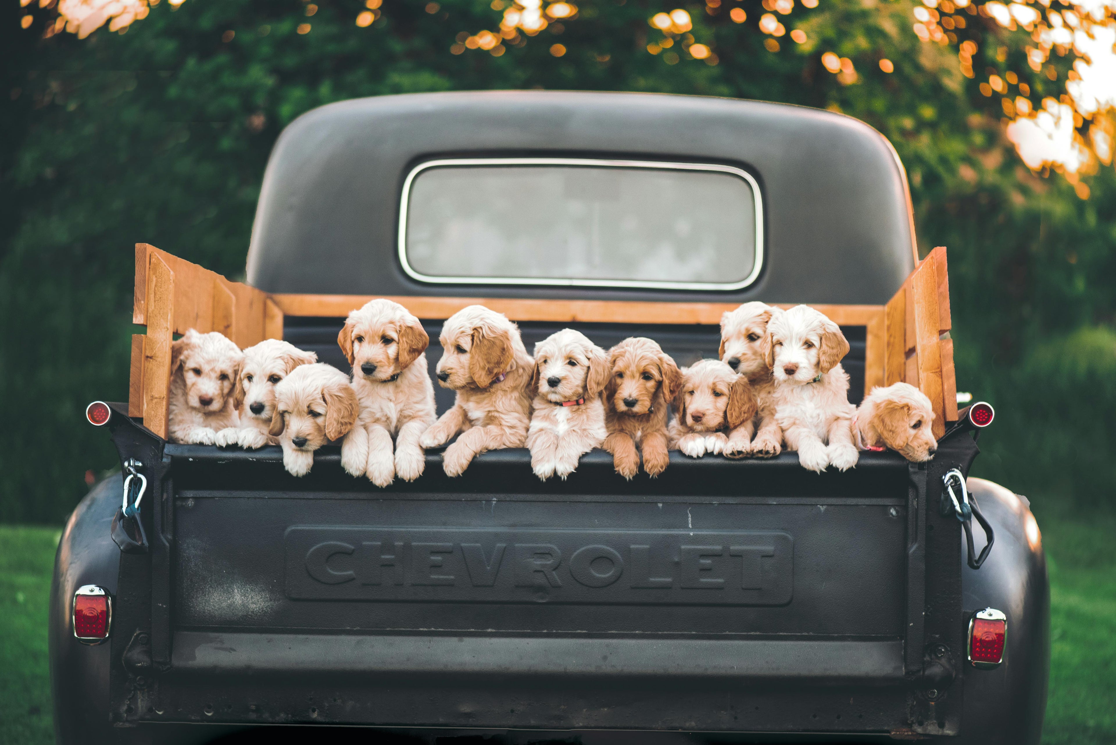 Plusieurs chien à l'arrière d'un pickup heureux avec des friandes saines et savoureuses