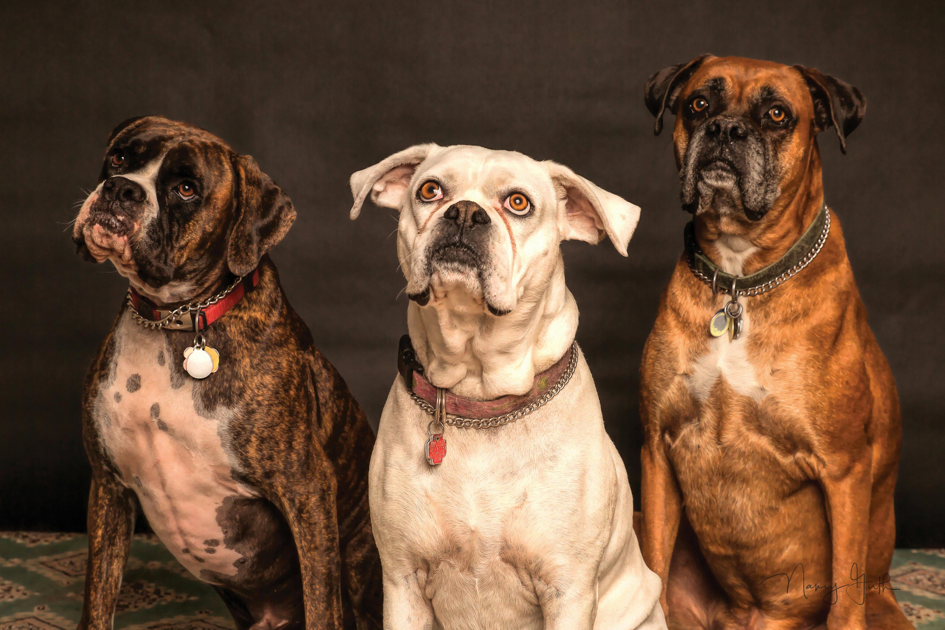 3 chiens, Dogzio s'engage à offrir des produits de qualité sains