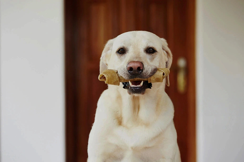 Chien heureux avec un os noué 100% au boeuf savoureux et sain pour la santé